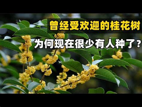 桂花風水|如何按照風水來擺設桂花？（特徵、方位、共同擺設的植物）